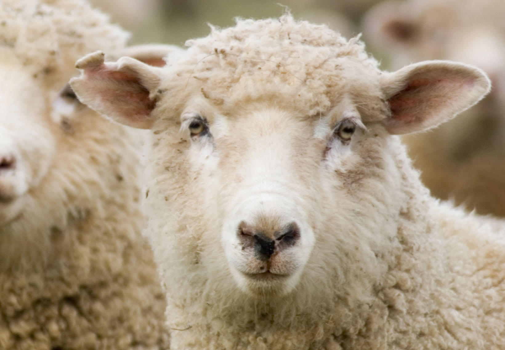 Овца останется овцой. Овца на траве. 10 овец. Green sheep. Вопрос с ответом овца.