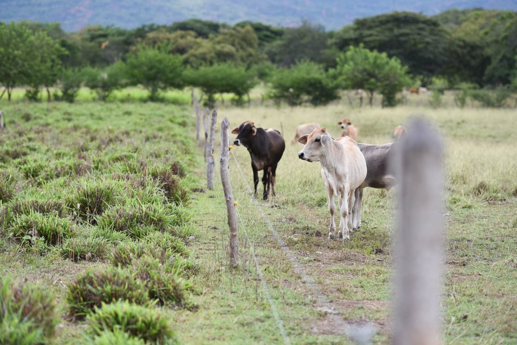 Colombian cattle on a silvopastoral livestock farm