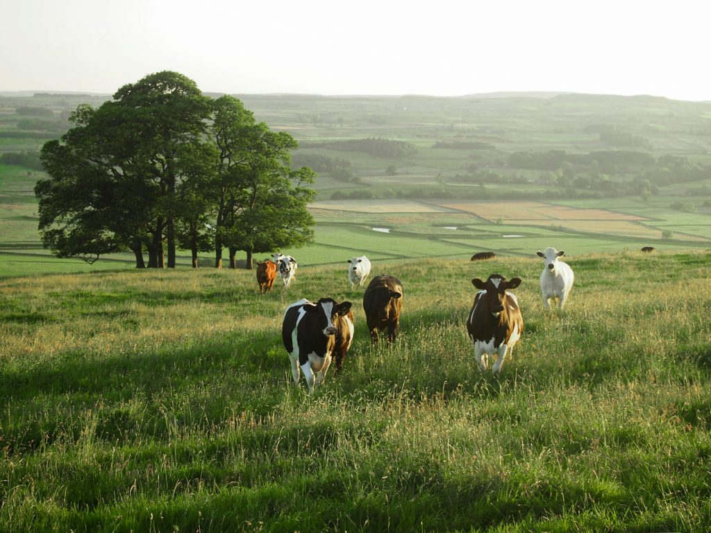 new zealand agriculture industry