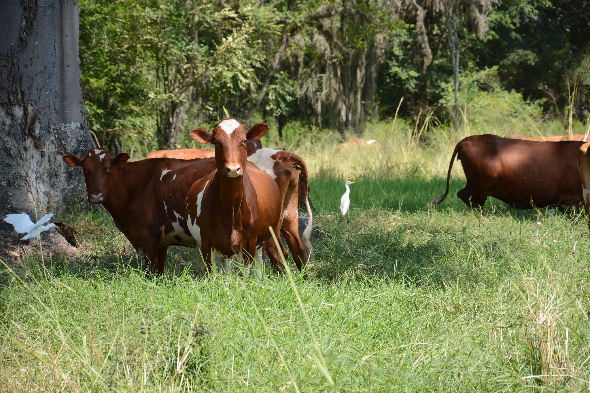 New assessment of feed additives to mitigate methane emissions | Global ...