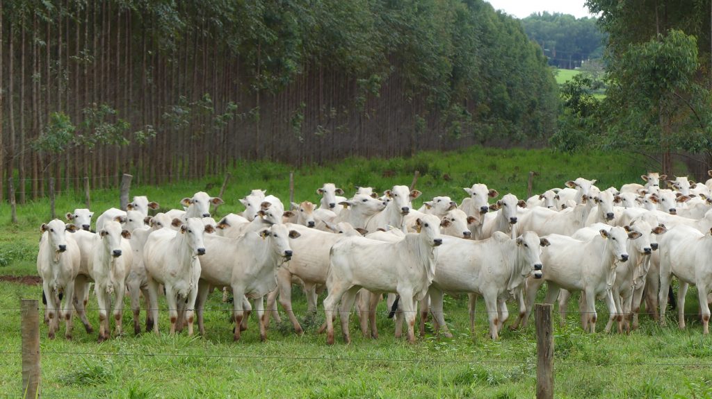 Brazilian pasture-based beef production with Eucalyptus tree plantations. Source: Claus Deblitz
